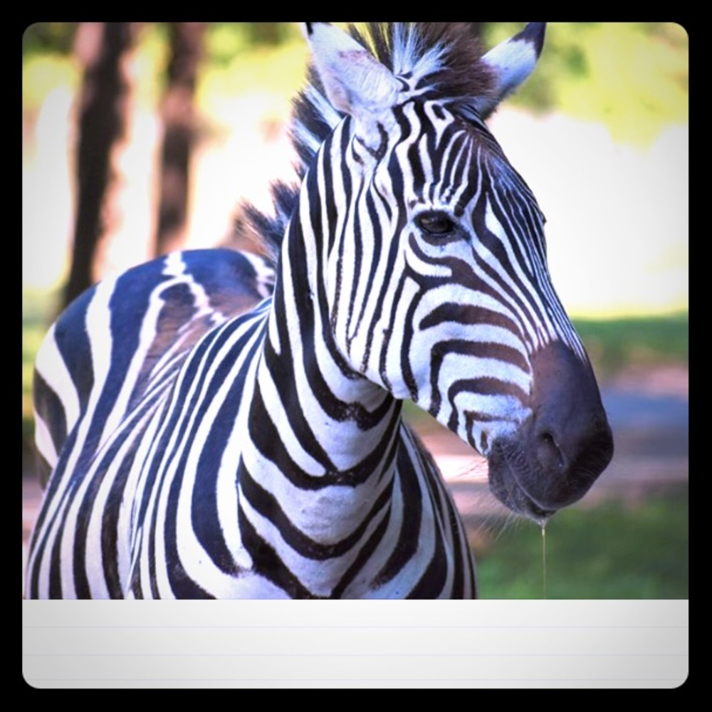 Meet your Posher, Manda